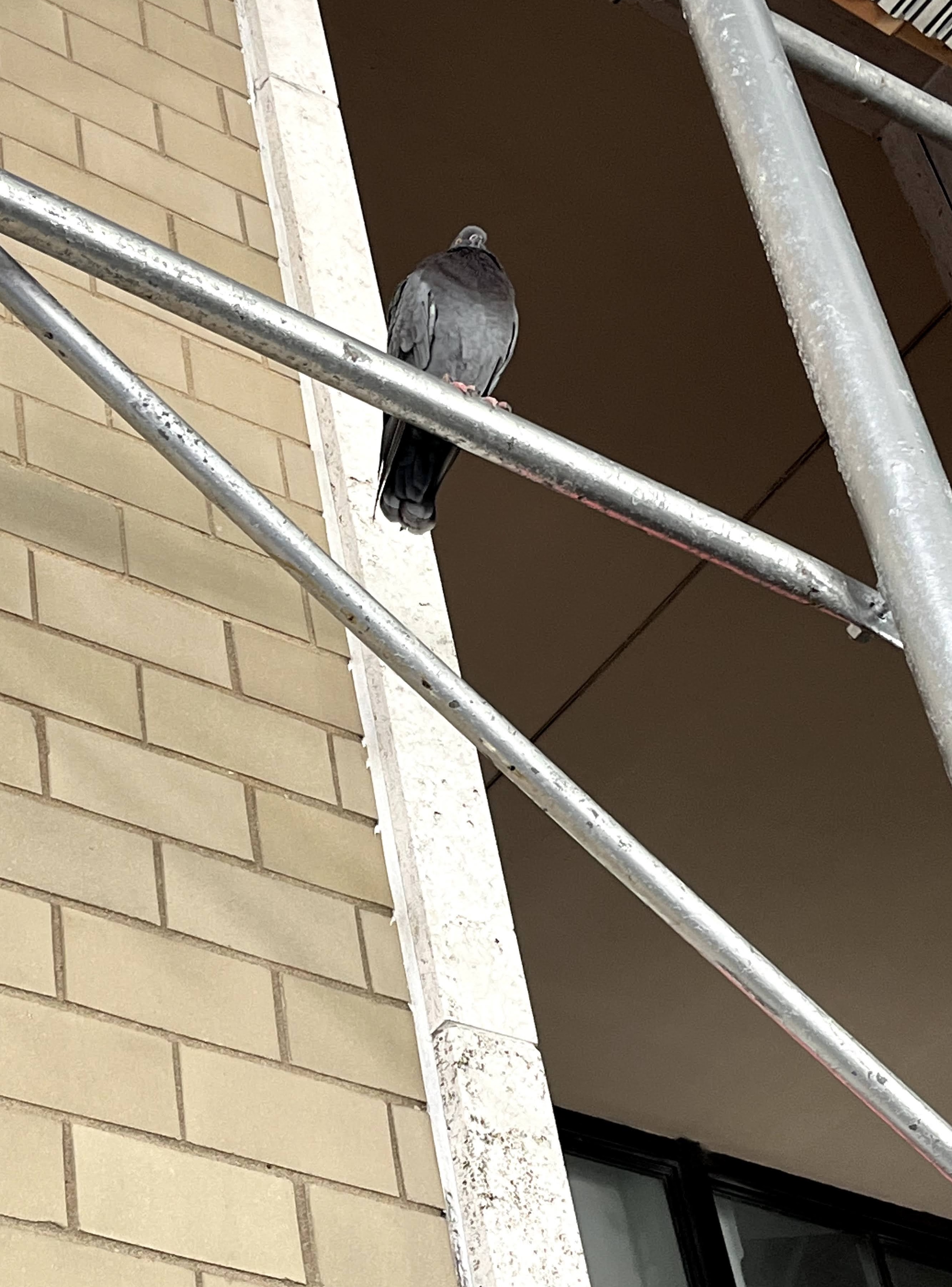 A pigeon sitting on a scaffolding in an urban environment, integrated into the surroundings.